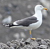 ad LBBG in Januari-April, ringed in the Netherlands. (76807 bytes)